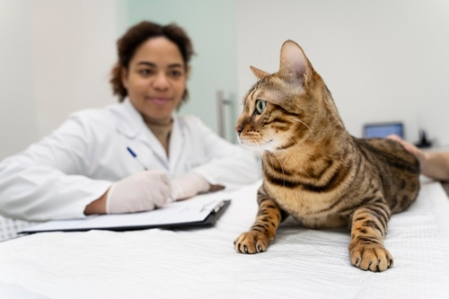 Introdução à Medicina Veterinária