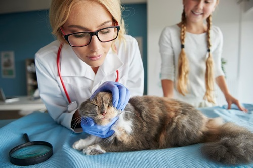 Cuidados Clínicos em Animais de Pequeno Porte