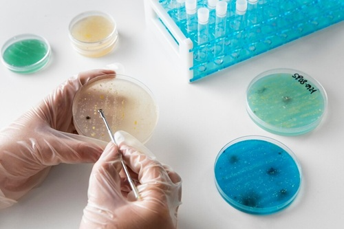 Bacteriologia