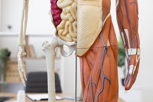 Anatomia e Fisiologia Humana