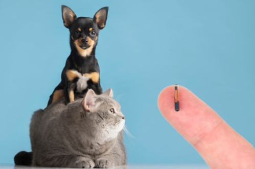 Microchipagem Animal